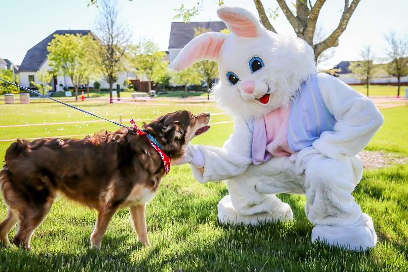 Easter bunny petting dog