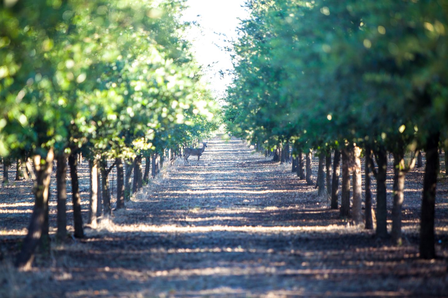 The Walsh Tree Farm – A Tree For Every Family