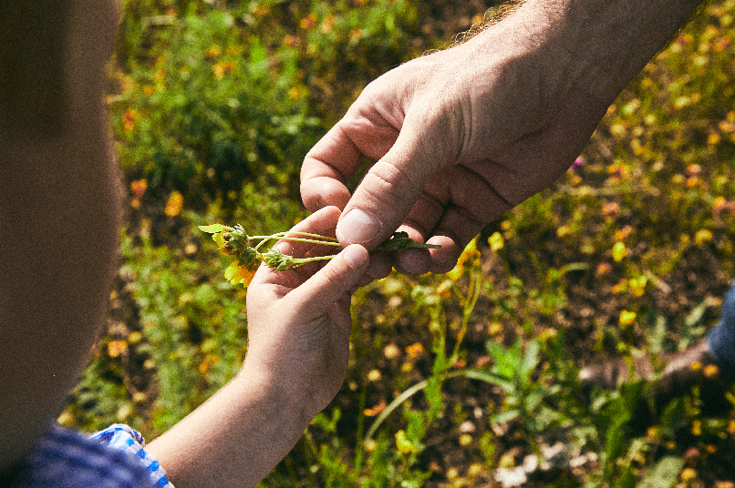 Dad hands a flower to his son that he found in the ample open space of Walsh.