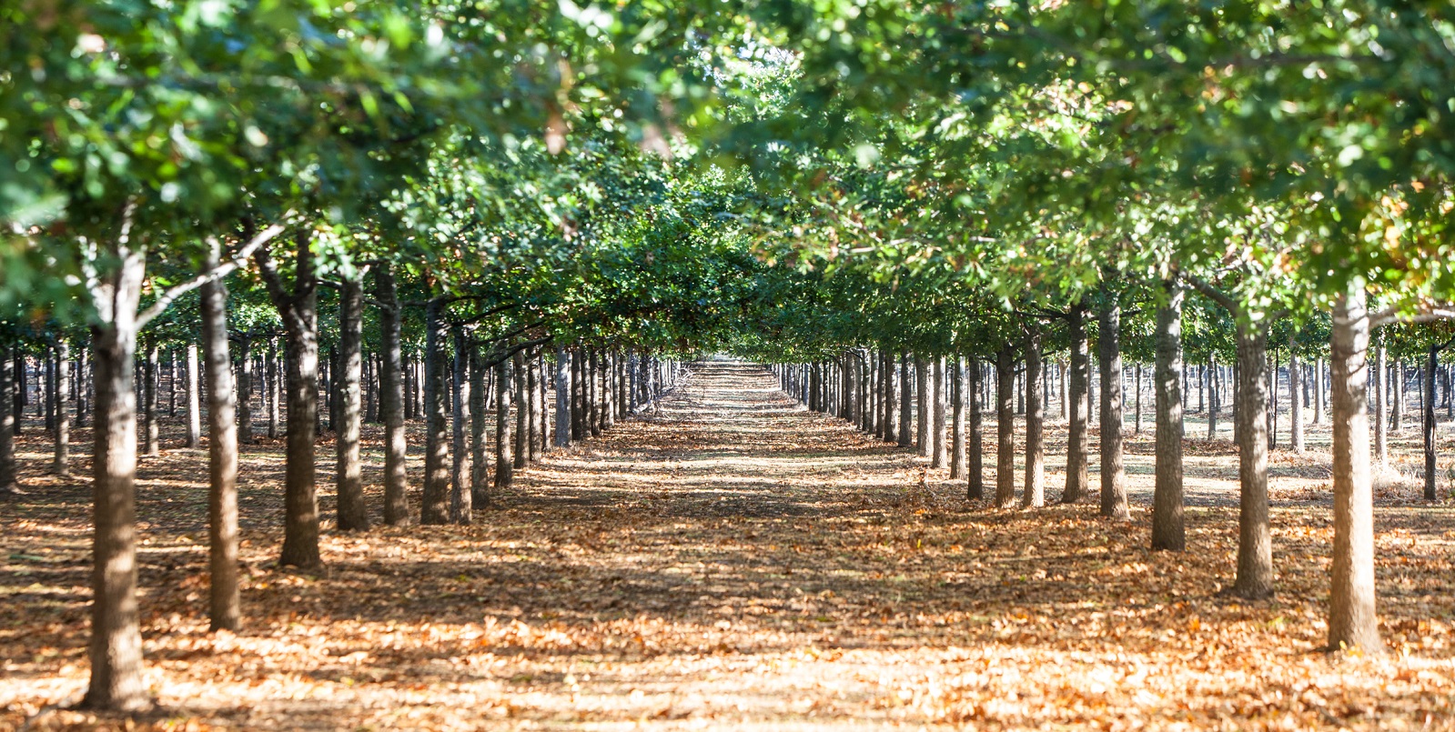 Earth Day: The Land Belongs to Our Future