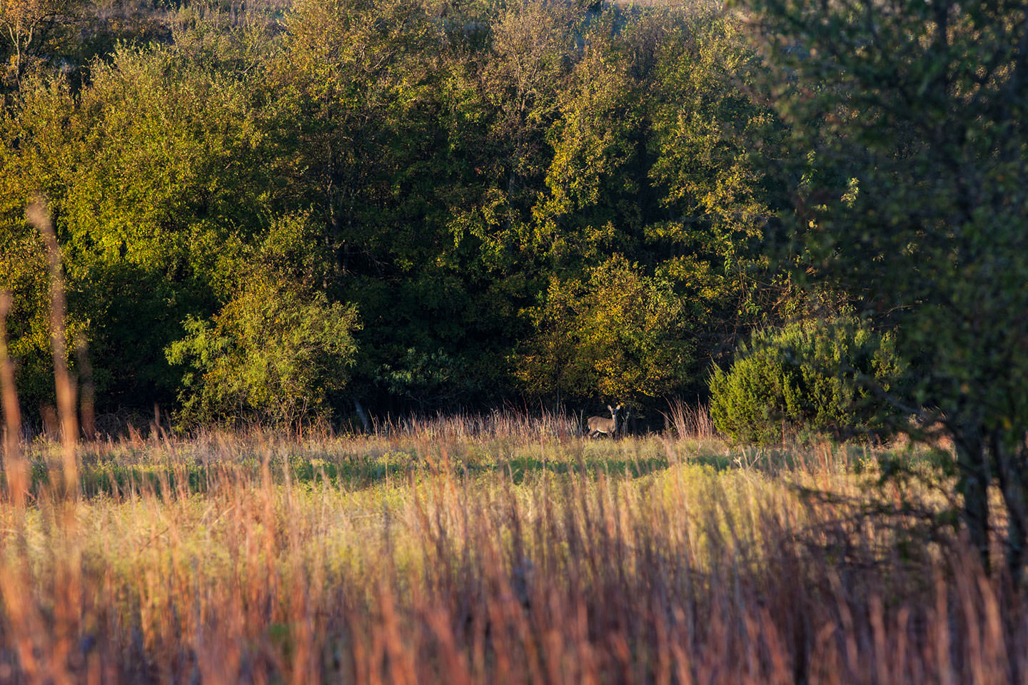 Walsh Prairie Restoration