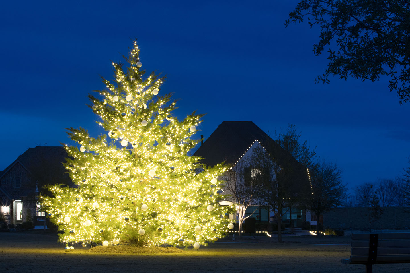 Walsh Christmas Tree