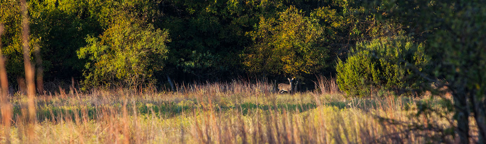 Wide Open Spaces: Walsh Prairie Restoration